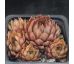 Sempervivum LITTLE MISS SUNSHINE