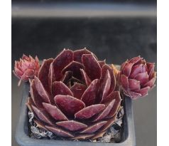 Sempervivum PACIFIC DRAMA