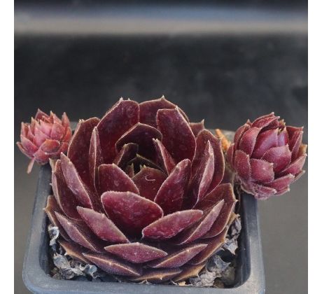 Sempervivum PACIFIC DRAMA