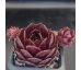 Sempervivum PACIFIC DRAMA