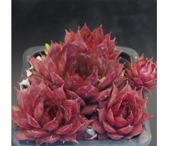 Sempervivum PURDY`S 60-1
