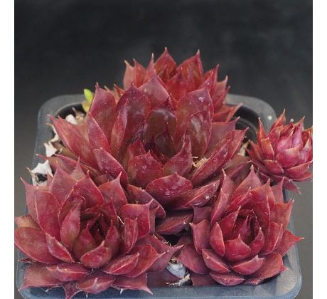 Sempervivum PURDY`S 60-1