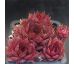 Sempervivum PURDY`S 60-1