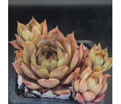 Sempervivum CHRAM SPOON