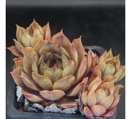 Sempervivum CHRAM SPOON