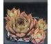 Sempervivum CHRAM SPOON