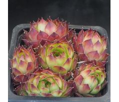 Sempervivum COURT JESTER