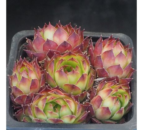 Sempervivum COURT JESTER
