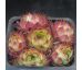 Sempervivum COURT JESTER