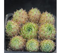 Sempervivum BENDERIKA