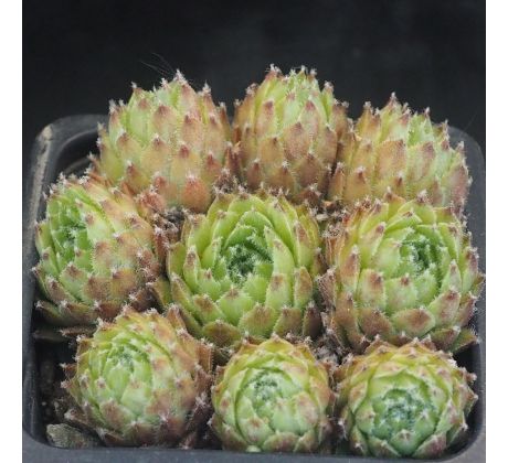 Sempervivum BENDERIKA