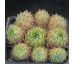 Sempervivum BENDERIKA