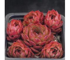 Sempervivum VENUS