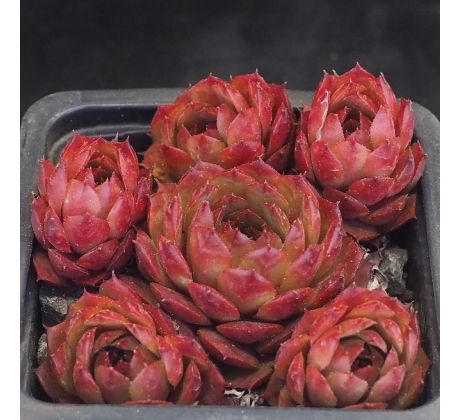 Sempervivum VENUS
