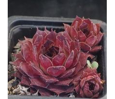 Sempervivum MOON GLOW