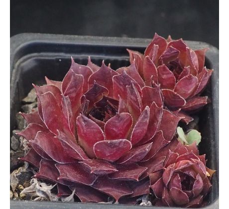 Sempervivum MOON GLOW