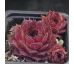 Sempervivum MOON GLOW