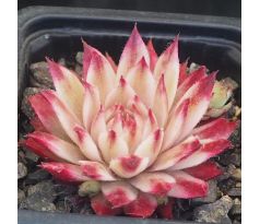 Sempervivum SAXON