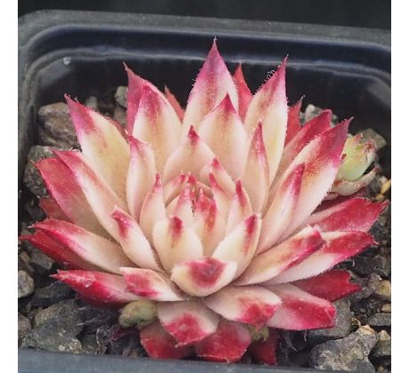Sempervivum SAXON