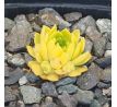 Sempervivum CMIRAL`S YELLOW