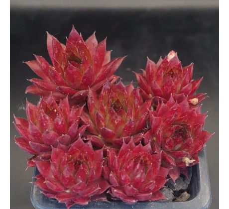 Sempervivum ELDORADO