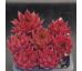 Sempervivum ELDORADO