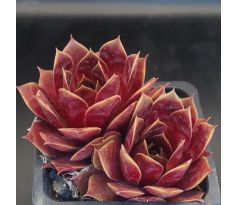 Sempervivum EDWINA
