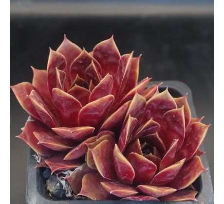 Sempervivum EDWINA