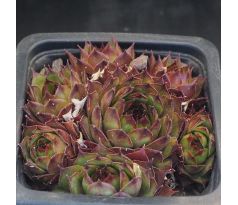 Sempervivum HABERER