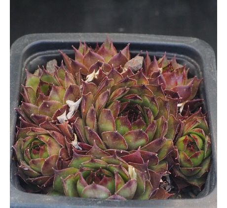 Sempervivum HABERER