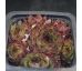 Sempervivum HABERER