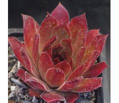 Sempervivum FOX HILL