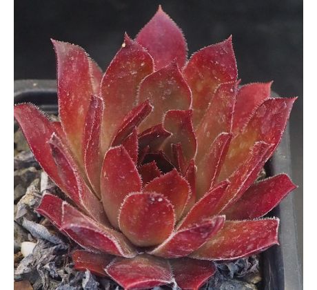 Sempervivum FOX HILL