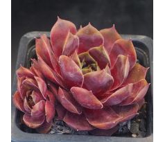Sempervivum PANAREA