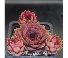 Sempervivum MINARET