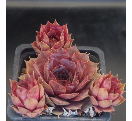 Sempervivum MINARET
