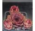 Sempervivum MINARET