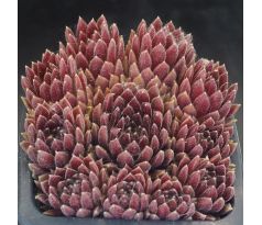 Sempervivum ROTSCHENKEL