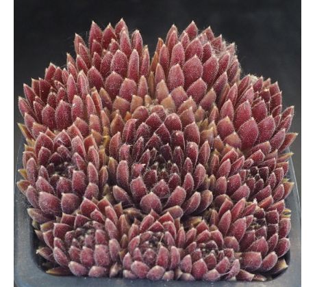 Sempervivum ROTSCHENKEL