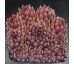 Sempervivum ROTSCHENKEL