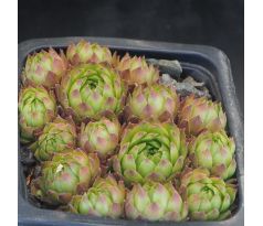 Sempervivum PSEUDOFUNKII