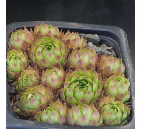 Sempervivum PSEUDOFUNKII