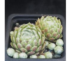 Sempervivum MOONDROPS