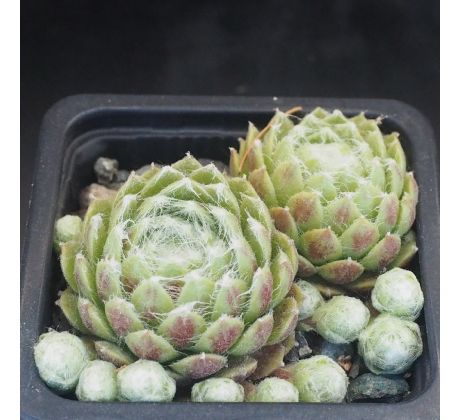 Sempervivum MOONDROPS