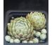 Sempervivum MOONDROPS