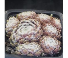 Sempervivum WEBBIANUM