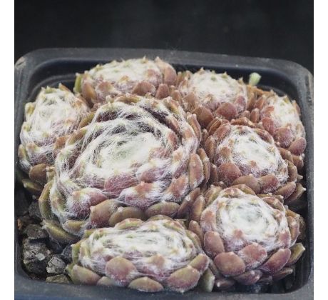 Sempervivum WEBBIANUM