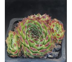 Sempervivum URALTURMALIN