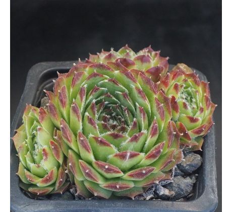 Sempervivum URALTURMALIN