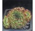 Sempervivum URALTURMALIN